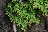 Selaginella uncinata. Веточки. Китай, провинция Гуанси, рисовые террасы Лунцзи, глинистый склон. 29.05.2024.