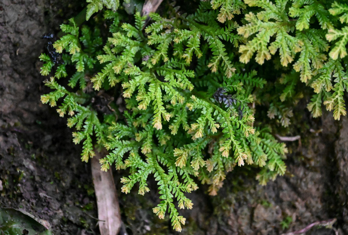 Image of Selaginella uncinata specimen.