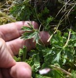 Anemonastrum fasciculatum. Лист. Чечня, Шаройский р-н, Снеговой хр., 4,8 км от пер. Цумандинский в сторону горы Заинкорт, выс. ок. 2850 м н.у.м., луг около снежника. 25 июня 2024 г.