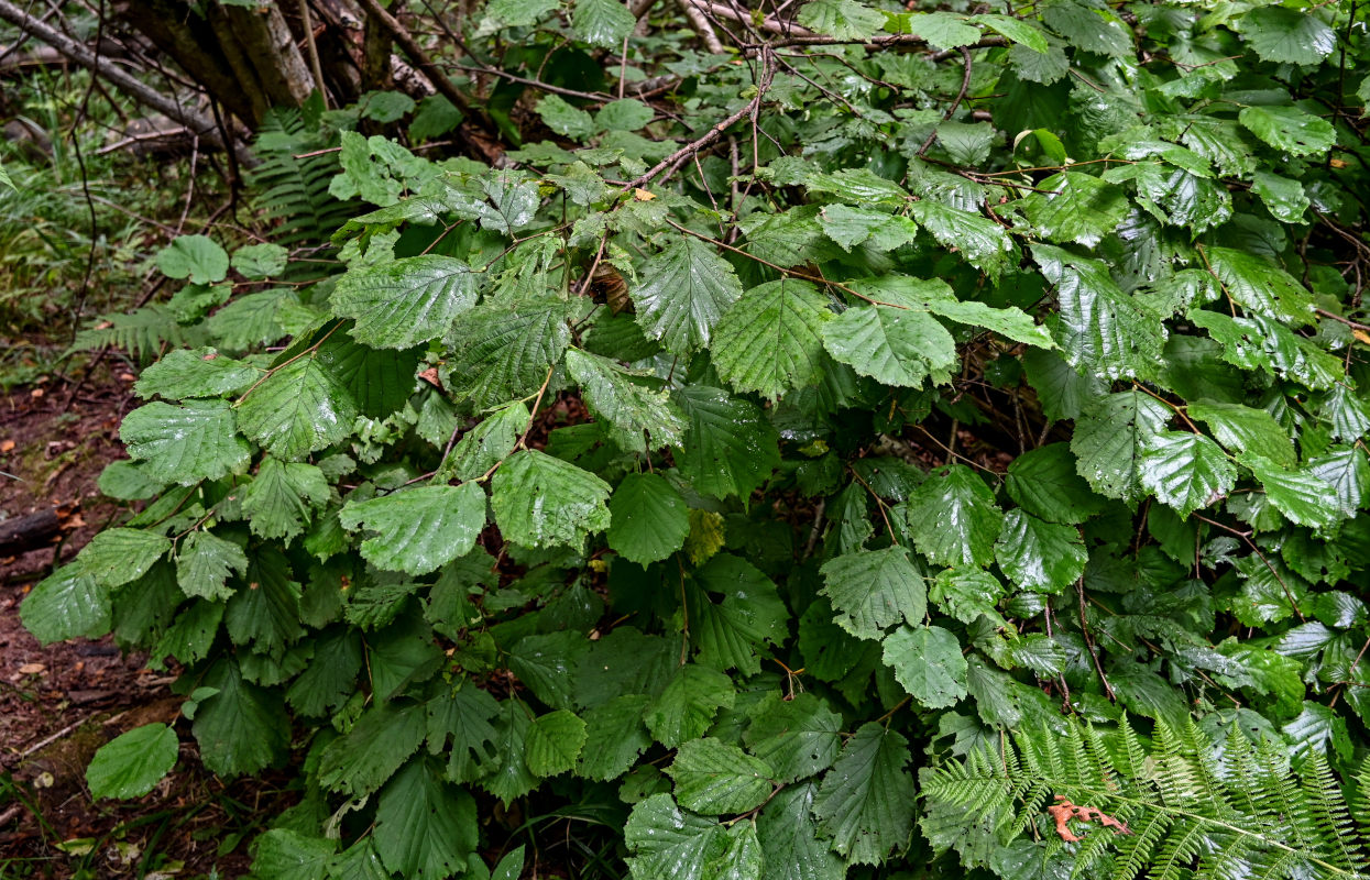 Изображение особи Corylus avellana.