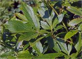 Paeonia lactiflora