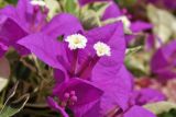 genus Bougainvillea