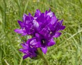 Campanula glomerata subspecies oblongifolioides. Цветки. Карачаево-Черкесия, Зеленчукский р-н, гора Джисса, ≈ 1500 м н.у.м., субальпийский луг. 14.06.2024.