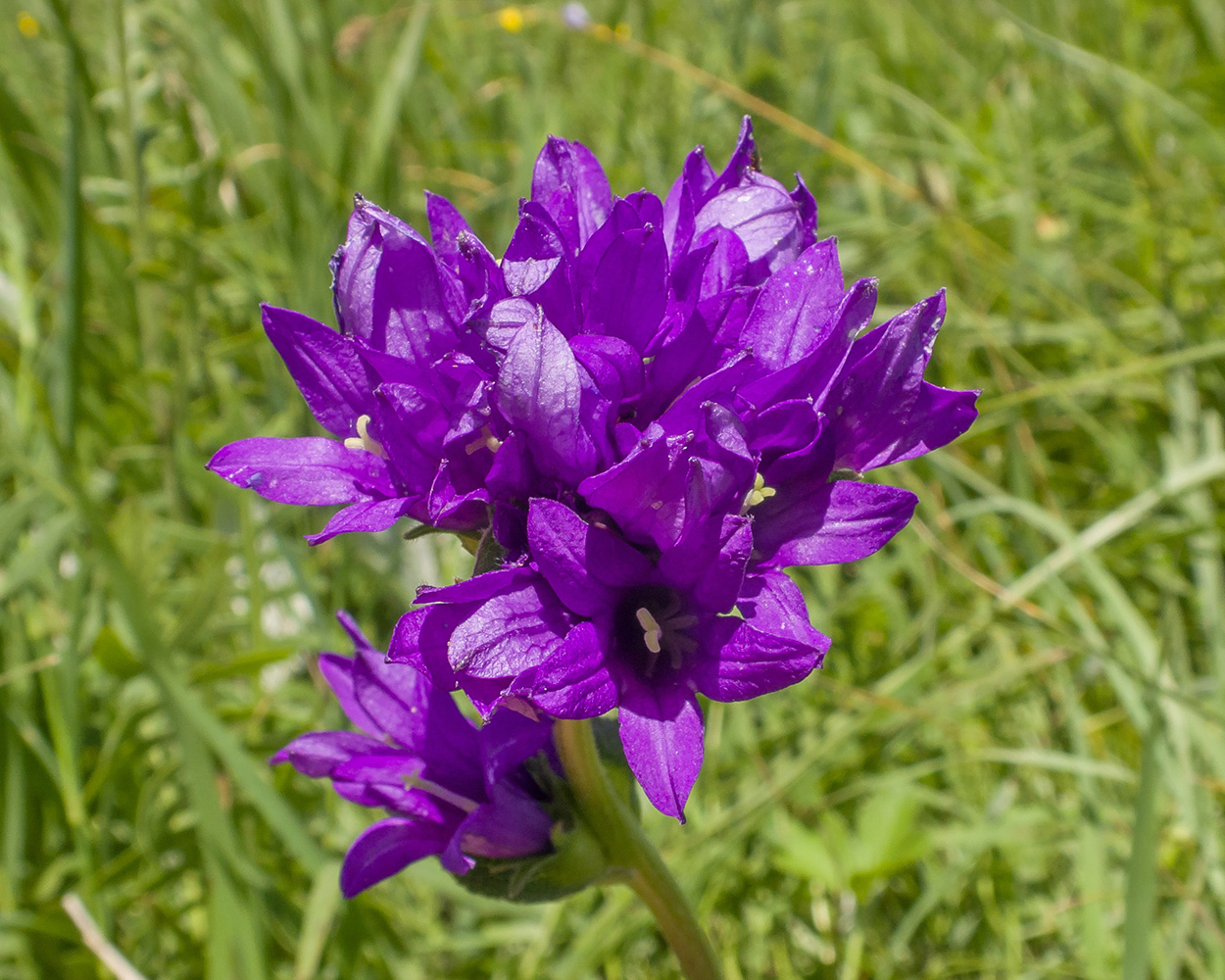 Image of Campanula glomerata ssp. oblongifolioides specimen.