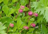 Rhododendron camtschaticum. Бутоны и листья (среди листьев Salix arctica и Geranium erianthum). Камчатский край, Елизовский р-н, окр. Мутновской ГеоЭС, кустарничковая тундра. 10.08.2024.