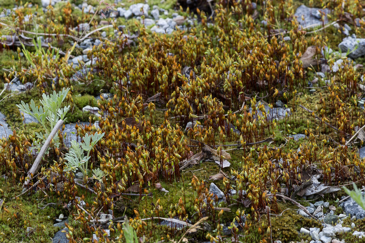 Изображение особи Bryum caespiticium.