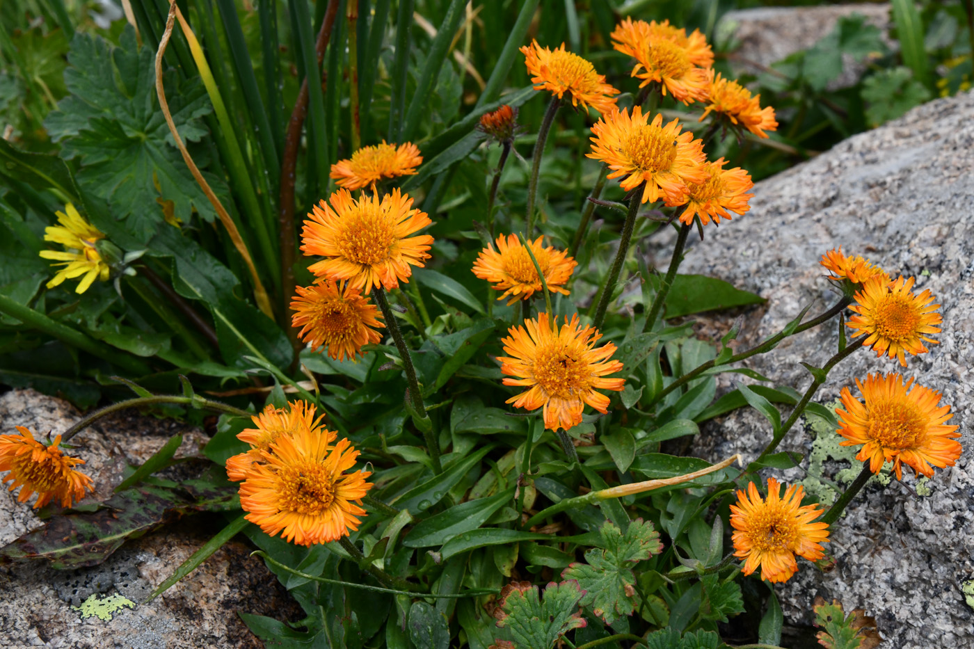 Изображение особи Erigeron aurantiacus.