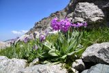 Primula turkestanica. Цветущее растение. Казахстан, Заилийский Алатау в окр. г. Алматы, Большое Алматинское ущ., р-н Космостанции, ≈3500 м н.у.м., выход родниковых вод на задернованных моренных отложениях. 27 июля 2024 г.