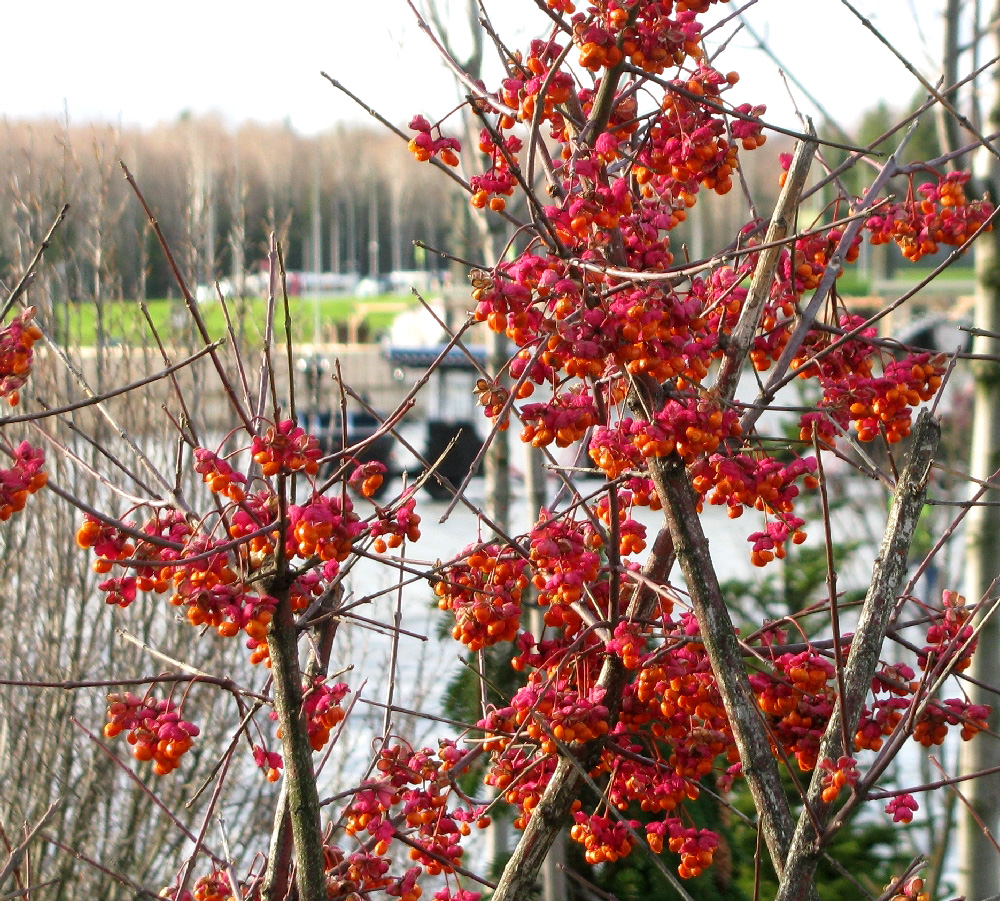 Image of genus Euonymus specimen.