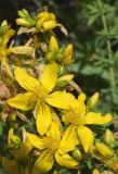 Hypericum perforatum. Цветки и бутоны. Узбекистан, г. Ташкент, пос. Улугбек, санитарно-защитная зона, глинистая почва. 31.05.2015.