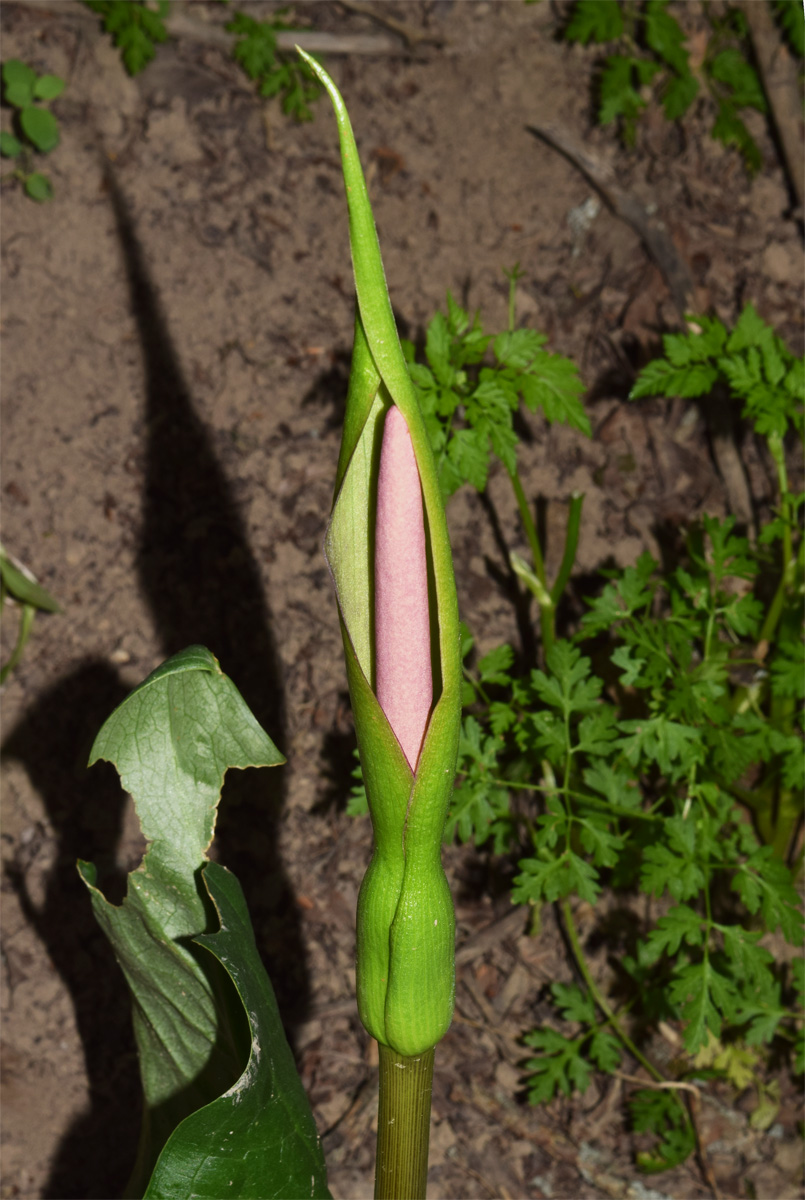 Image of Arum korolkowii specimen.