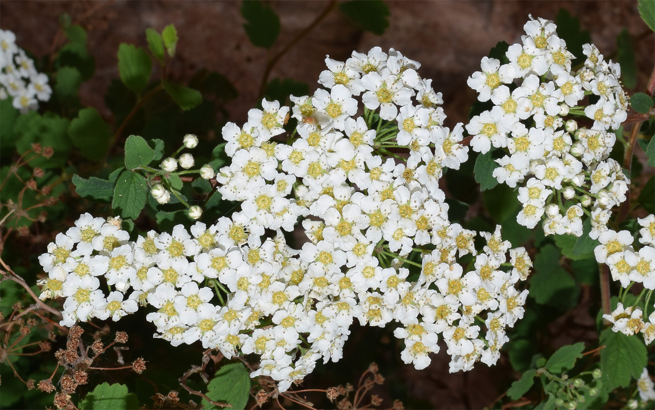 Image of Spiraea pilosa specimen.