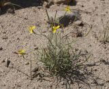 Смотреть изображение Scorzonera acanthoclada