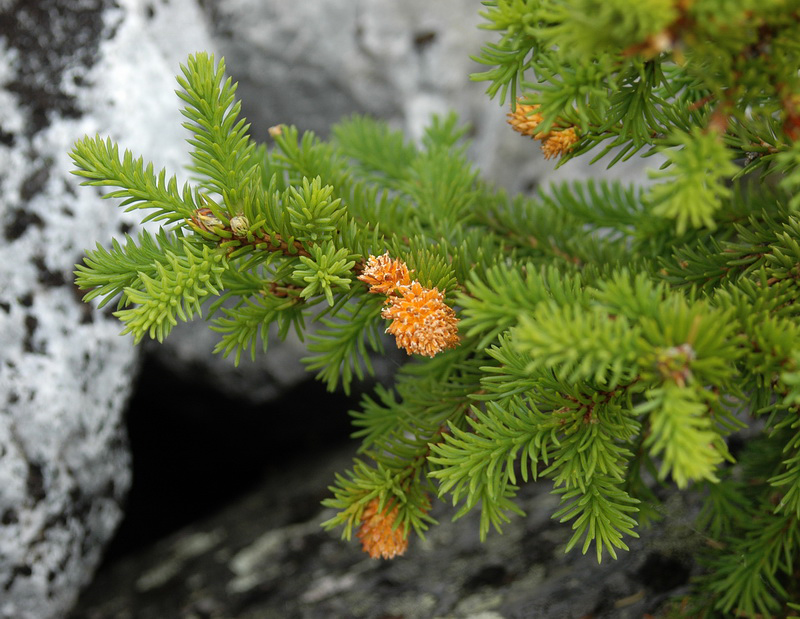 Image of Picea obovata specimen.