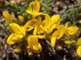 Смотреть изображение Genista scythica