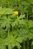 View full-size image Trollius riederianus