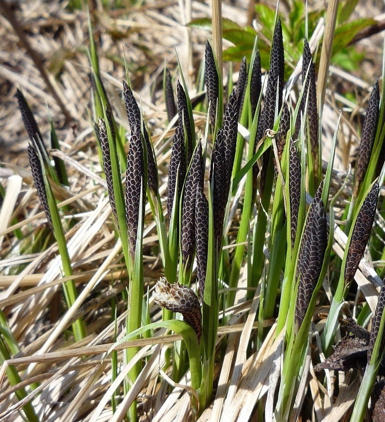 Изображение особи Carex cespitosa.