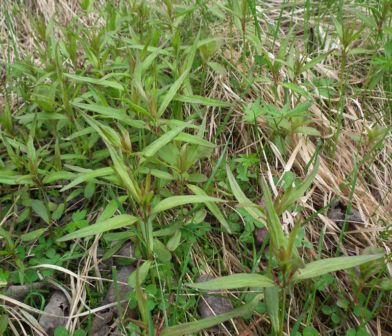 Image of genus Melampyrum specimen.