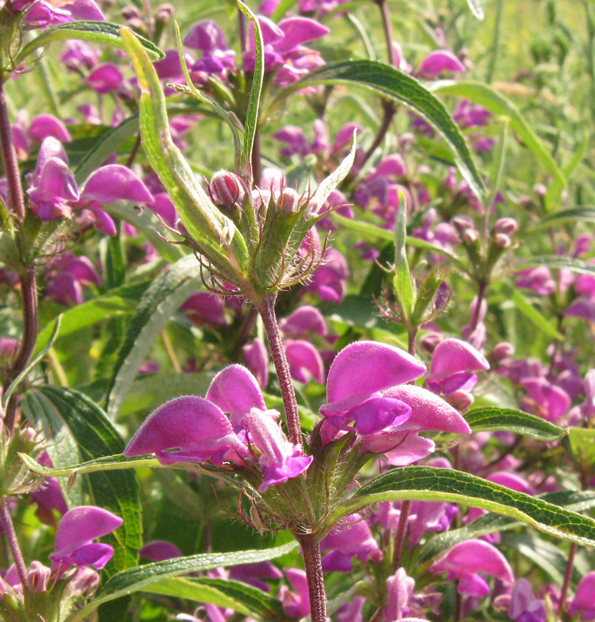 Изображение особи Phlomis pungens.