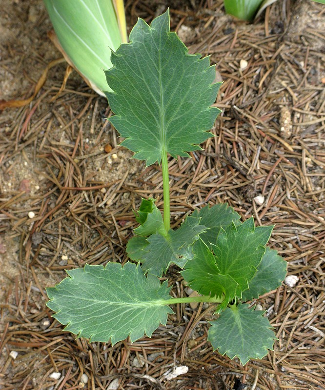 Изображение особи Eryngium campestre.