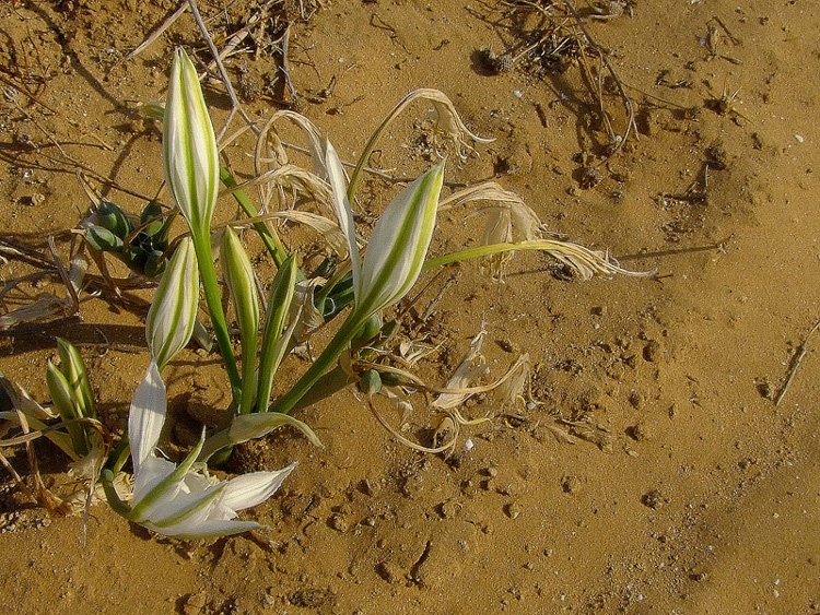 Изображение особи Pancratium maritimum.