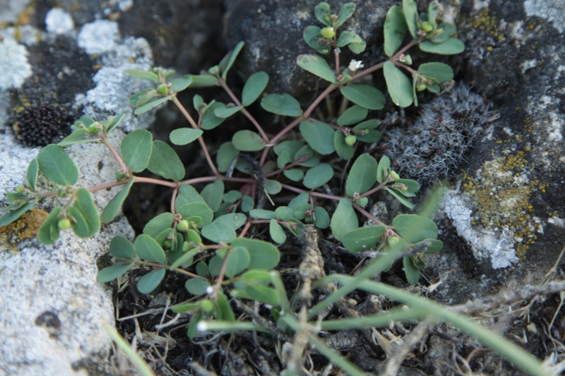 Изображение особи род Euphorbia.