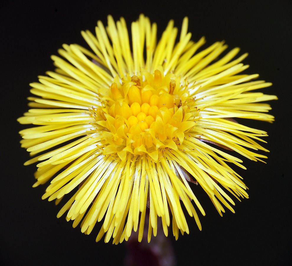 Image of Tussilago farfara specimen.