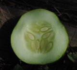 Cucumis sativus