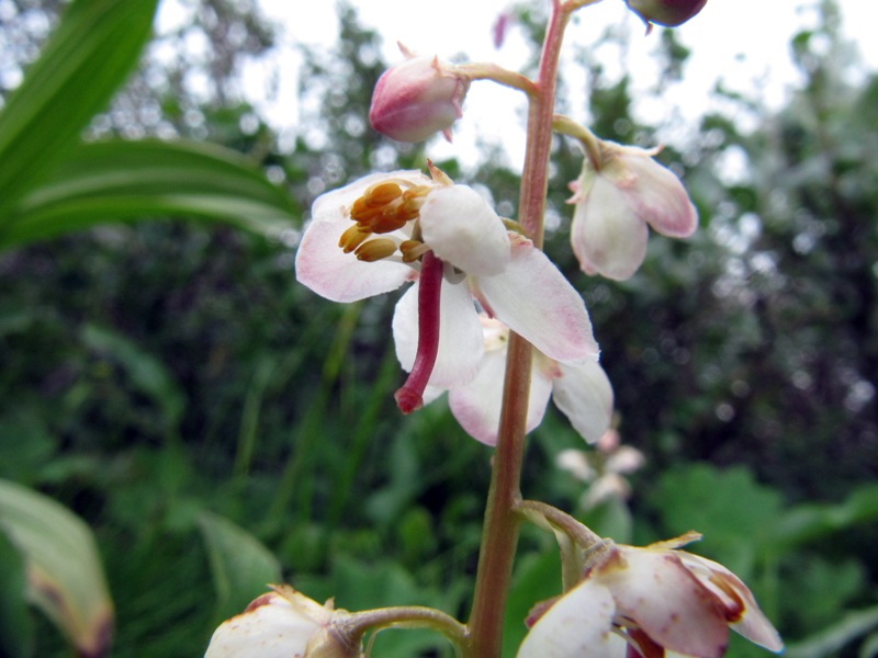 Image of Pyrola grandiflora specimen.