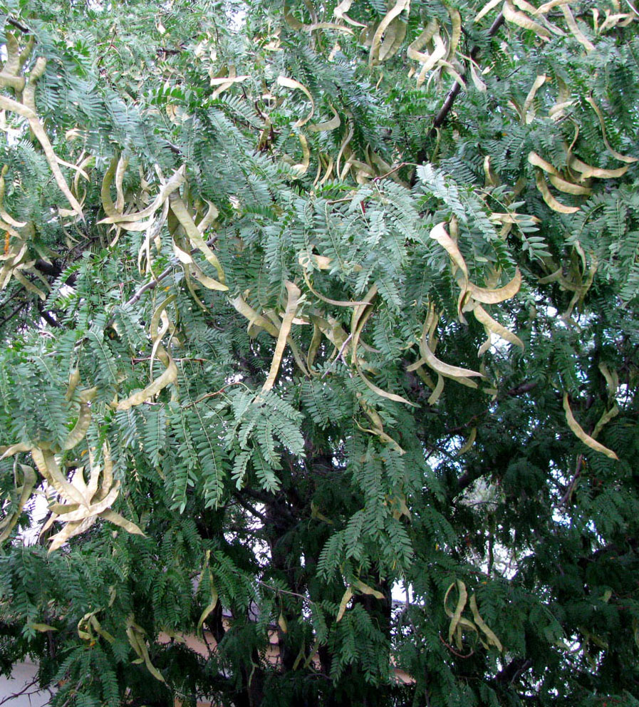 Image of Gleditsia triacanthos specimen.