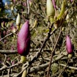 Magnolia liliiflora. Побеги с бутонами. Сочи, дендрарий. 16.03.2009.