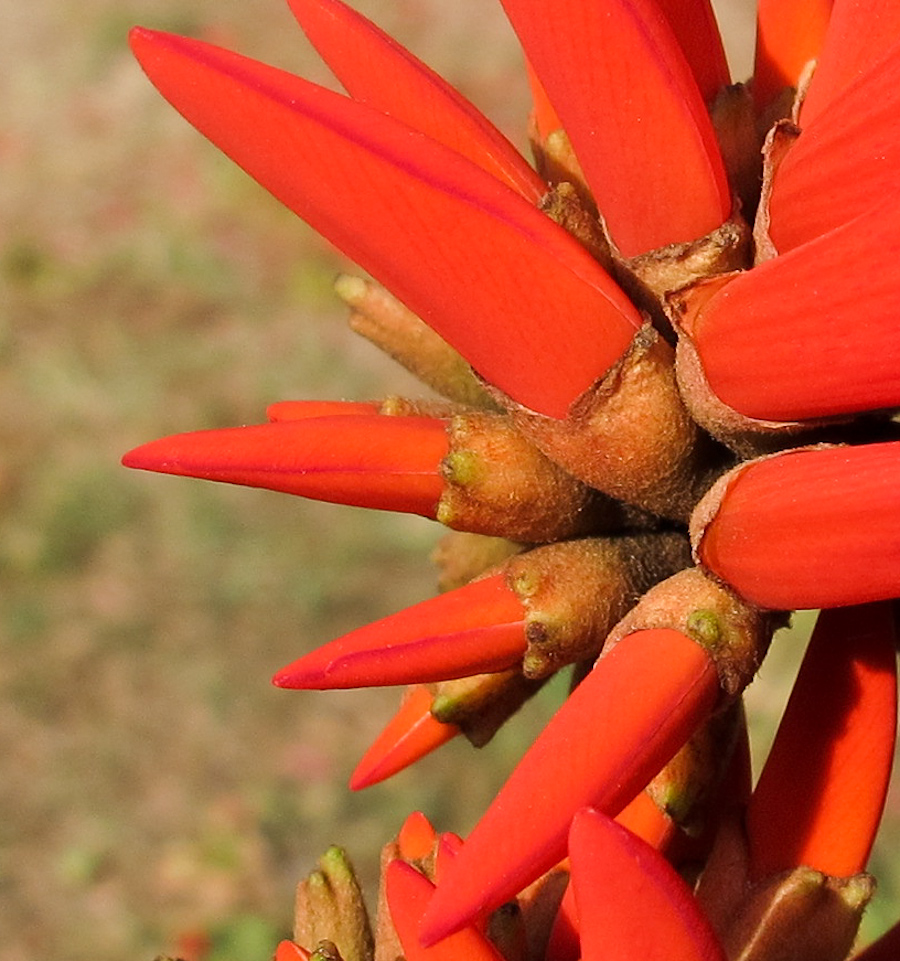 Изображение особи Erythrina corallodendron.