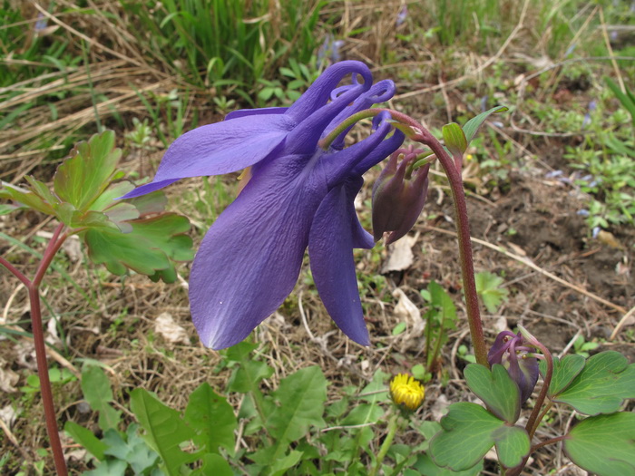 Image of Aquilegia sibirica specimen.