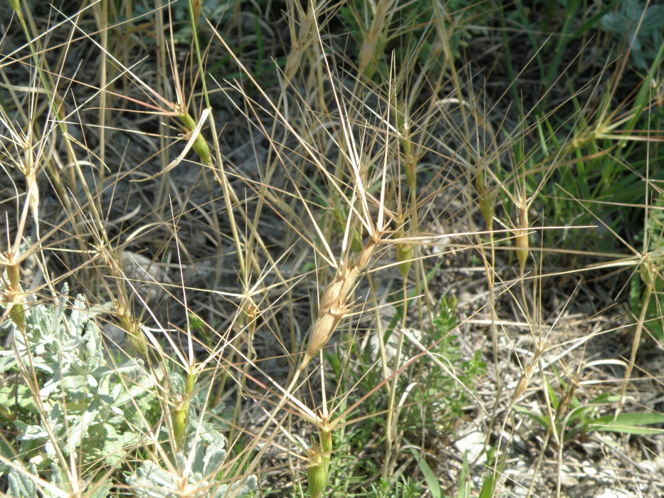 Изображение особи Aegilops biuncialis.