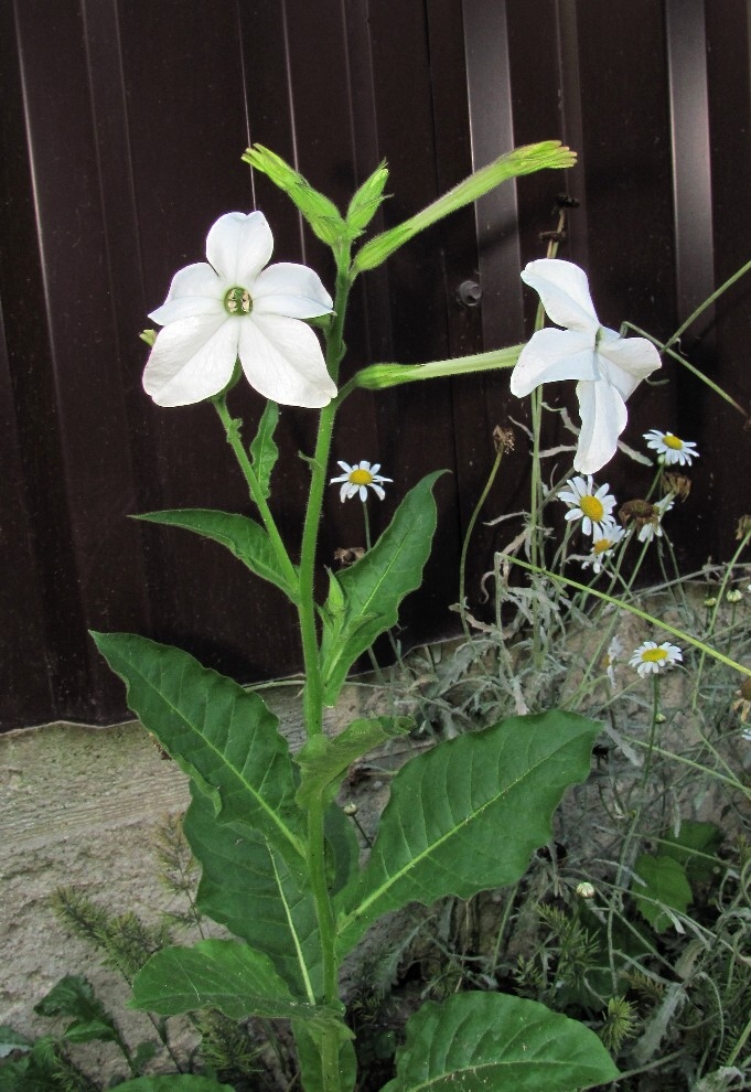 Image of genus Nicotiana specimen.