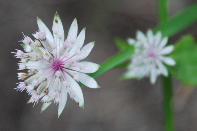 Image of Astrantia pontica specimen.