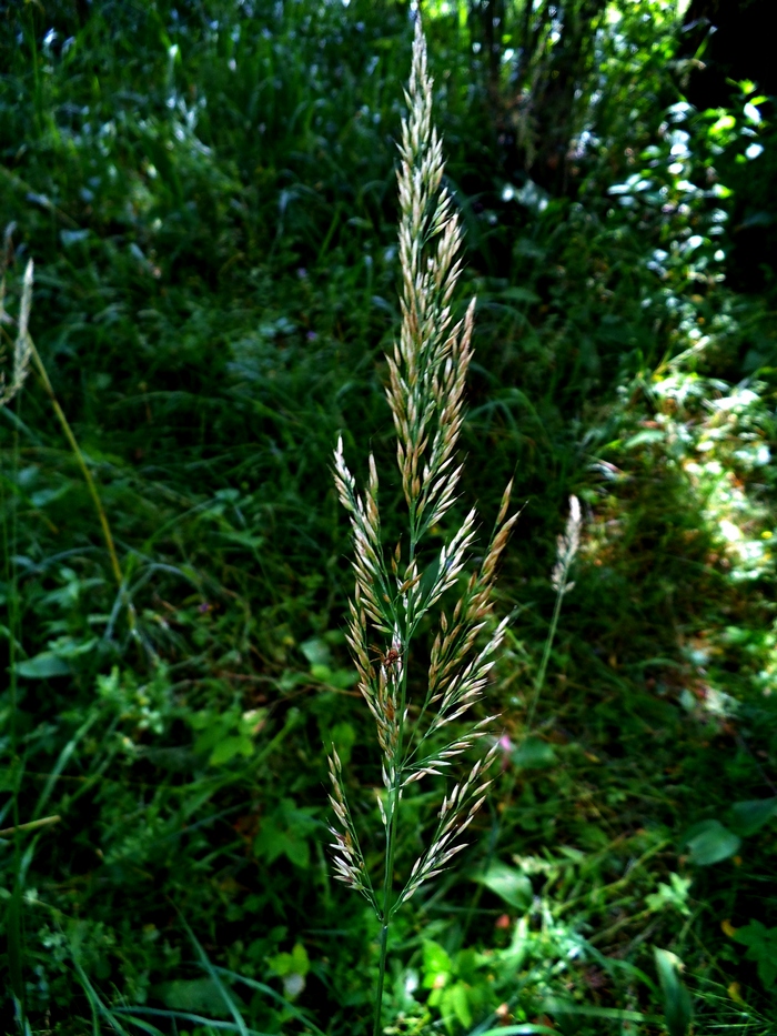 Image of Calamagrostis arundinacea specimen.