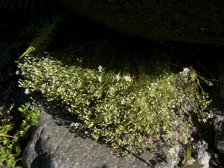 Image of Minuartia oreina specimen.