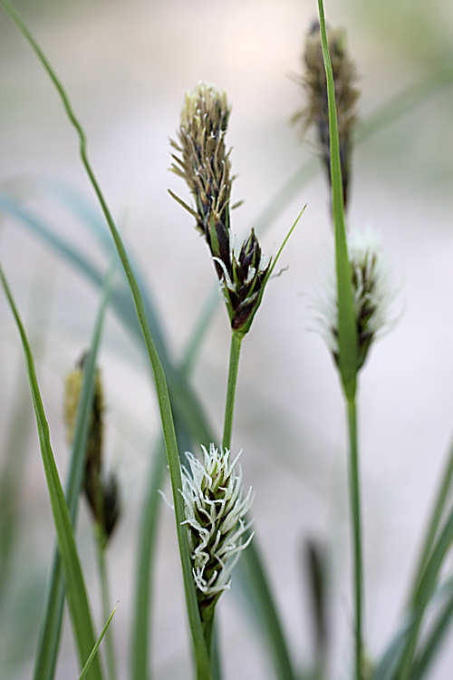 Image of genus Carex specimen.