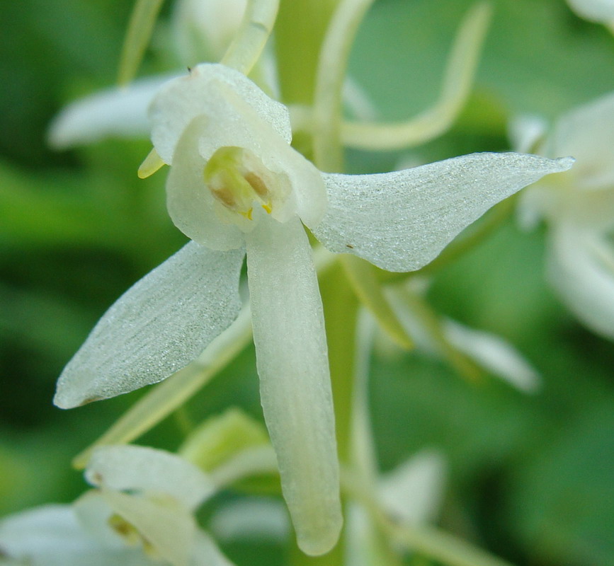 Изображение особи Platanthera bifolia.