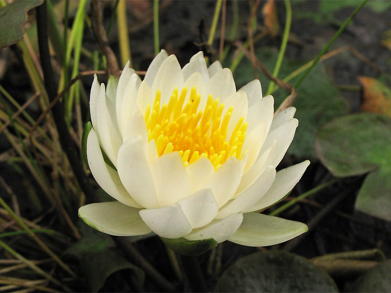 Image of Nymphaea odorata specimen.