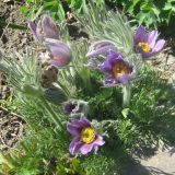 Pulsatilla vulgaris. Цветущее растение. Украина, г. Кривой Рог, Ботанический сад НАН Украины. 20.04.2009.