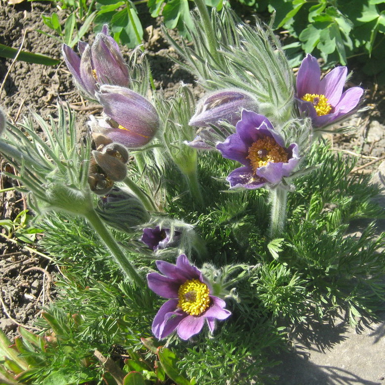 Изображение особи Pulsatilla vulgaris.