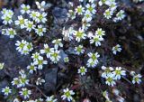 Erophila verna