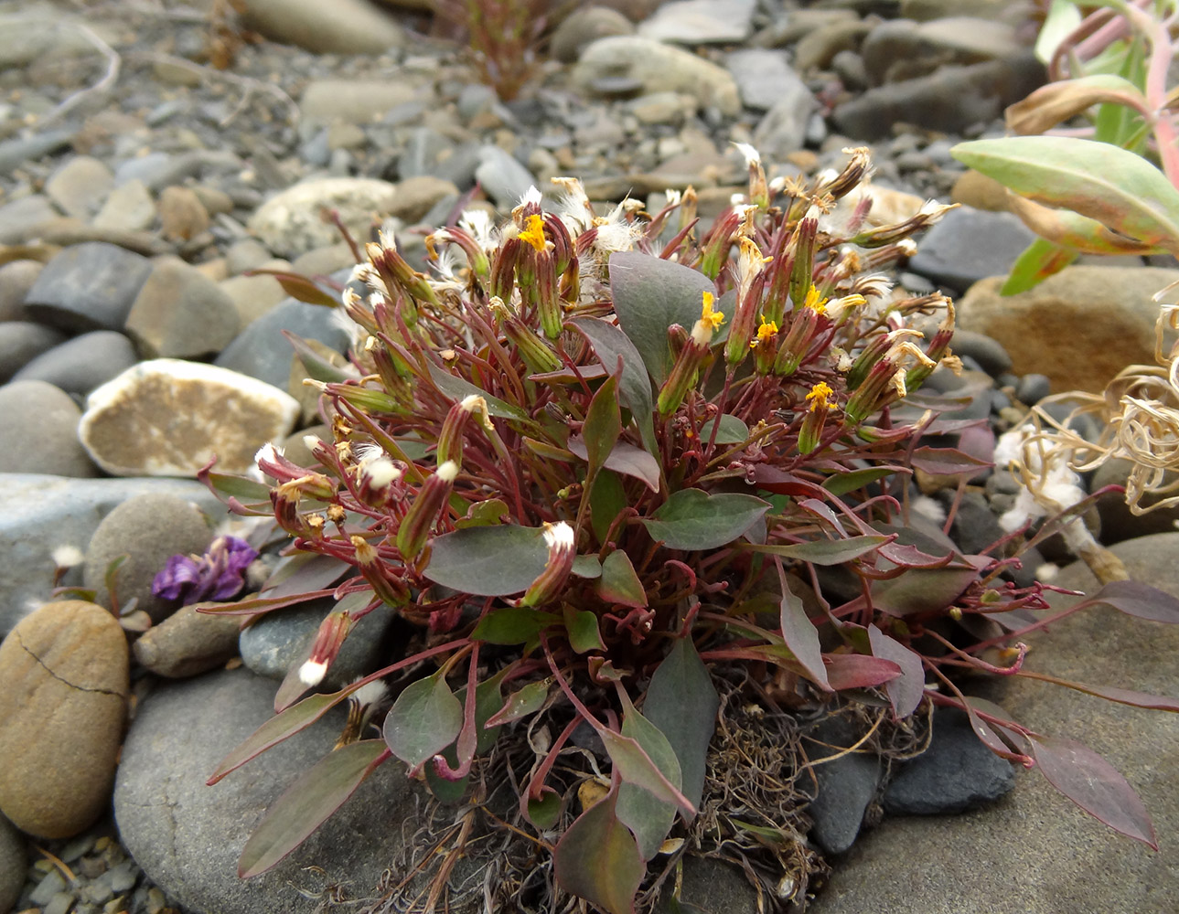 Image of Crepis jacutica specimen.