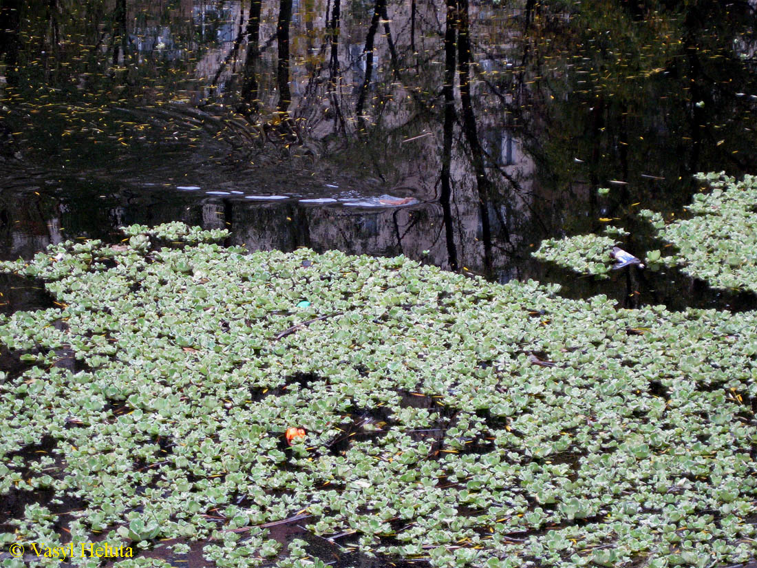 Image of Pistia stratiotes specimen.