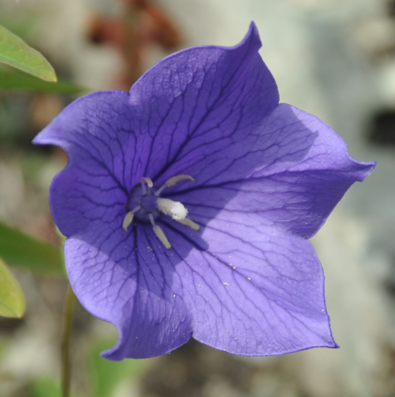 Image of Platycodon grandiflorus specimen.