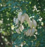 Colutea arborescens. Верхушка ветви с плодами. Черногория, окр. г. Ульцинь. 09.07.2011.