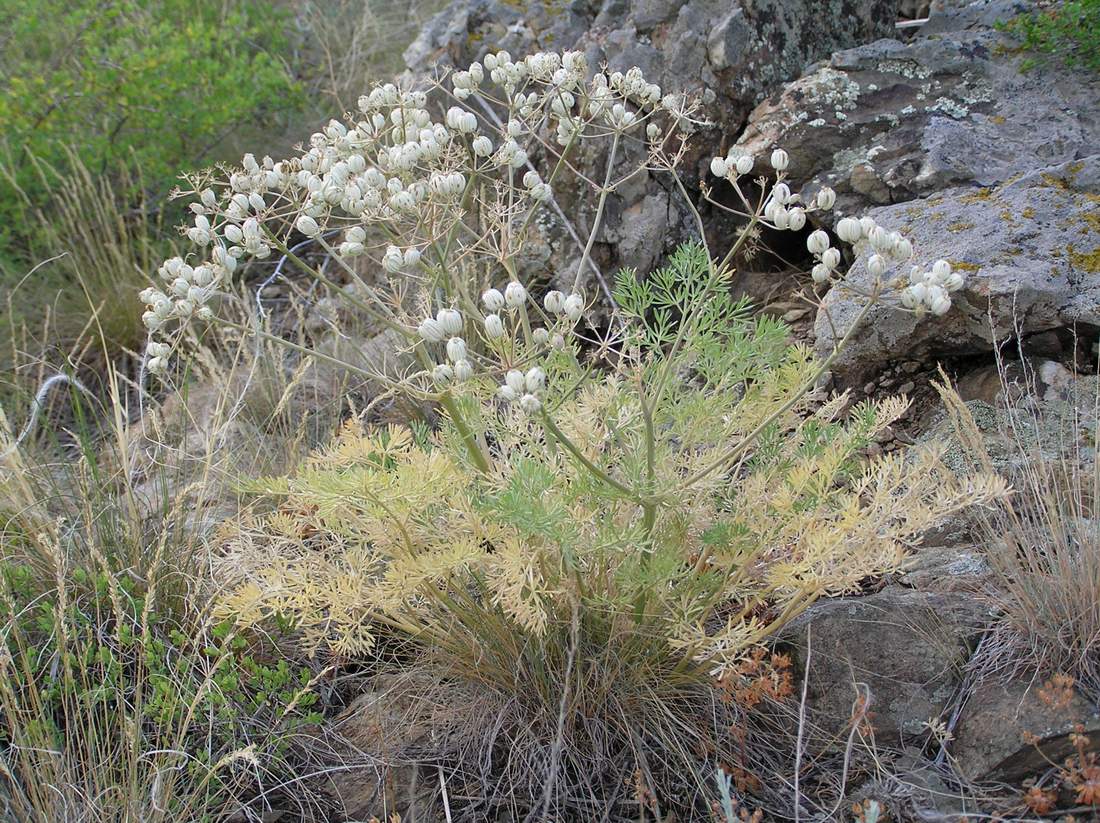 Image of Prangos ledebourii specimen.