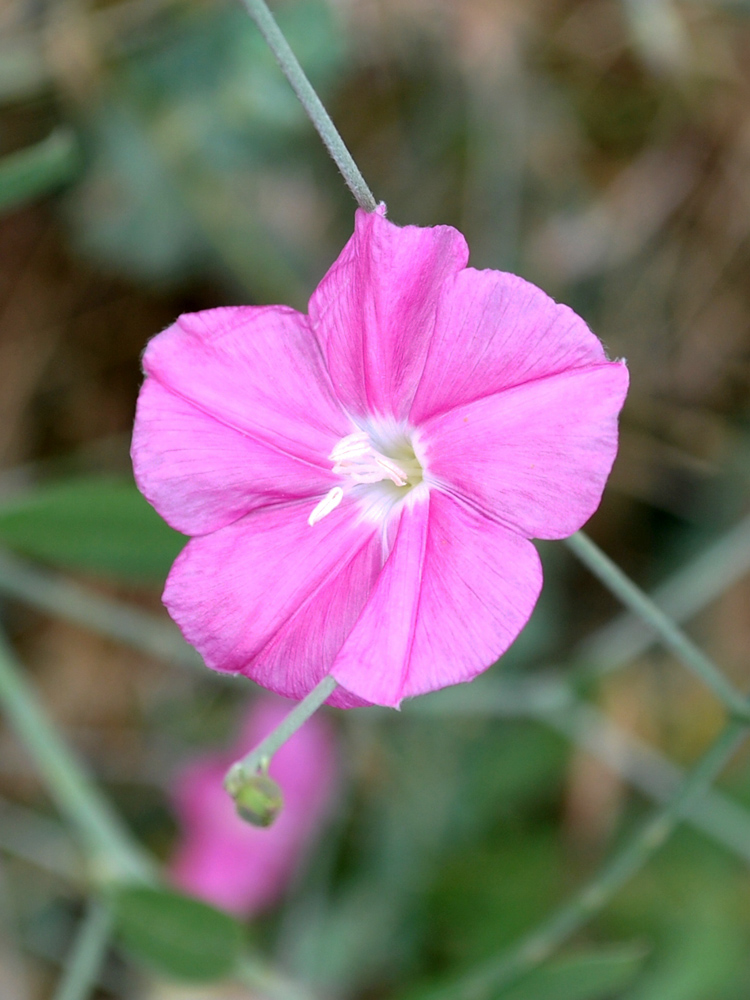 Image of Convolvulus subhirsutus specimen.